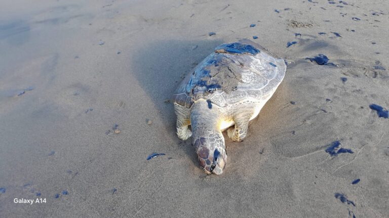 646290214_930814446306104_7667389101428127810_n