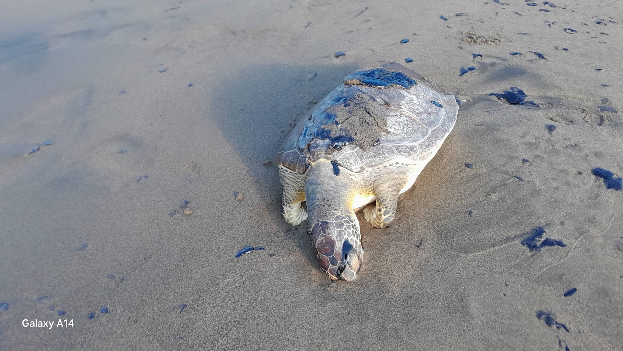 646290214_930814446306104_7667389101428127810_n