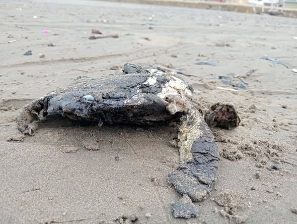 653709820_953559993859233_5671066152274304837_n