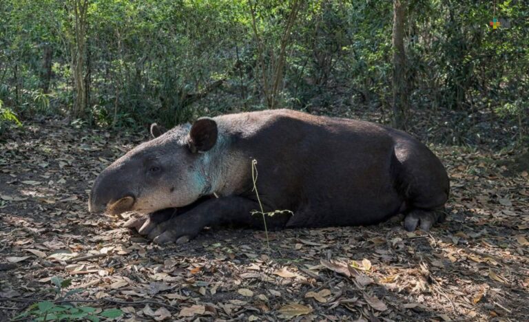 Tapir-scaled
